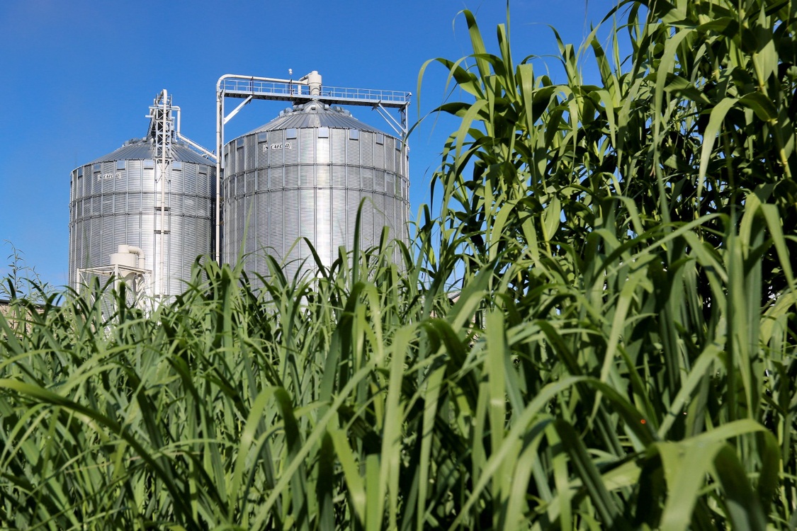 ENERGY CROPS TO BIOGAS